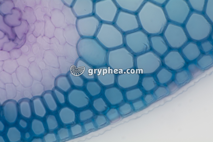 Feuille d'Oyat CT x100 - gryphea.com